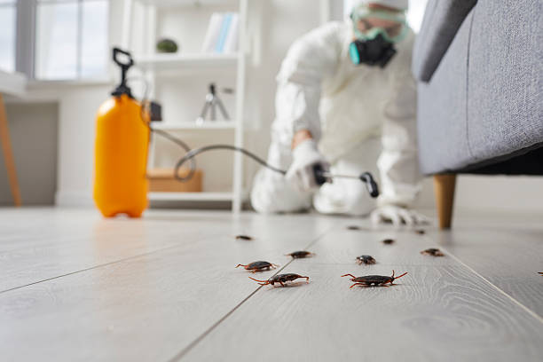 Post-Treatment Bed Bug Interceptor Monitoring in Port O'Connor